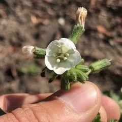 Phacelia viscida albiflora