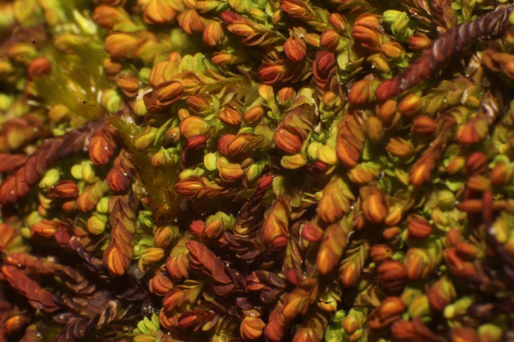 Syzygiella colorata