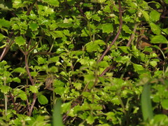 Plectranthus lucidus