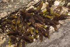 Andreaea amblyophylla