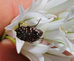 Trichostetha capensis