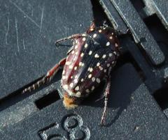 Trichostetha capensis