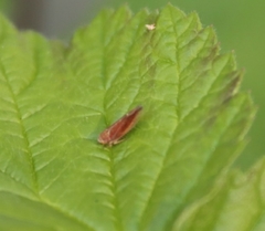 Idiodonus cruentatus