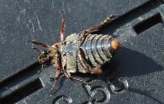 Trichostetha capensis
