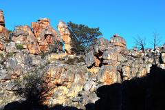 Widdringtonia wallichii