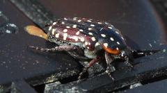 Trichostetha capensis