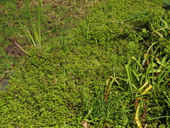 Plectranthus lucidus