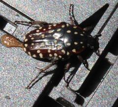 Trichostetha capensis