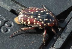 Trichostetha capensis