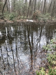 Lithobates sylvaticus