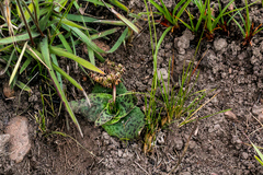 Ledebouria ovatifolia
