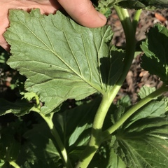 Phacelia viscida albiflora