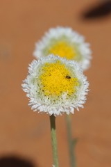 Polycalymma stuartii