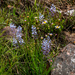 Merwilla plumbea kraussii - Photo (c) graham_g, algunos derechos reservados (CC BY-NC)
