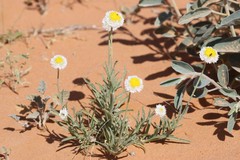 Polycalymma stuartii