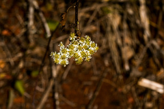 Microglossa mespilifolia
