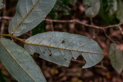 Monanthotaxis caffra