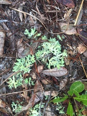 Cladonia prostrata