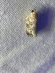 Phaecasiophora confixana