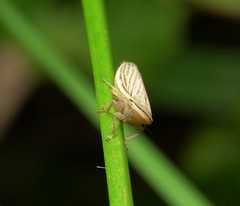 Athysanus argentarius