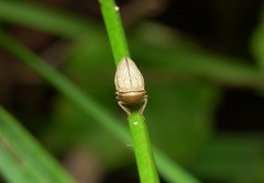 Athysanus argentarius
