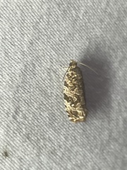 Phaecasiophora niveiguttana