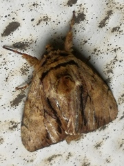 Lepidoptera