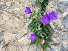 Campanula carpatica