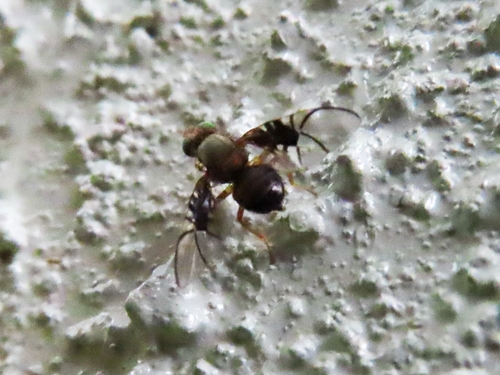 Spectacled Berry Fly, 9742 BK Groningen, Netherlands, photo 5 of 10