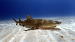 Lemon Shark photo 3