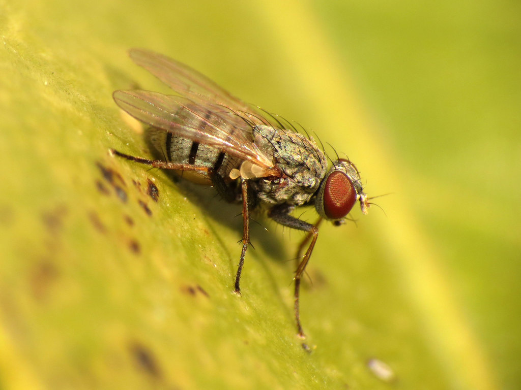 Coenosia attenuata