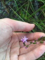 Liatris pauciflora secunda
