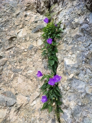 Campanula carpatica