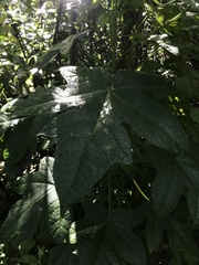 Vasconcellea pubescens