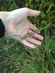 Liatris pauciflora secunda