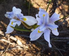 Moraea polystachya
