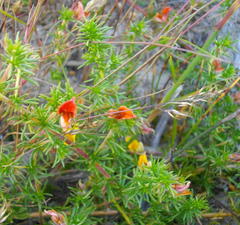 Aspalathus retroflexa retroflexa