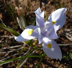 Moraea polystachya