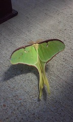Actias luna
