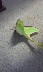 Actias luna