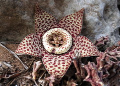 Orbea variegata