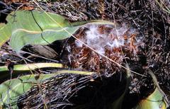 Protea scolopendriifolia
