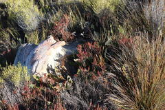 Protea scolopendriifolia