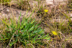 Osteospermum imbricatum