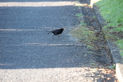 Turdus merula azorensis