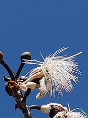 Pseudobombax longiflorum