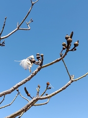 Pseudobombax longiflorum