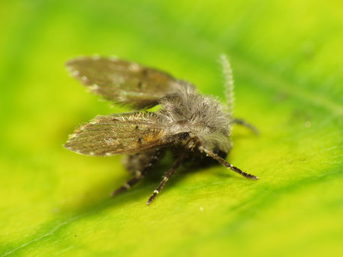 Bathroom Moth Fly photo 3