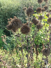Echinops ritro