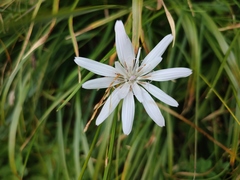 Scorzonera purpurea
